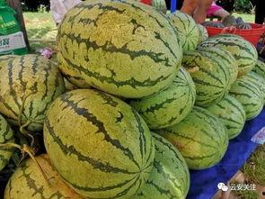 白石吃瓜,揭秘娱乐圈幕后真相