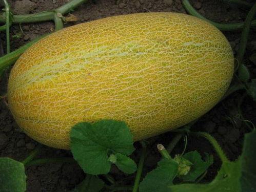 名人吃哈密瓜,哈密瓜美食之旅