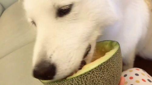 专业吃瓜人的网名,网名背后的故事与趣味