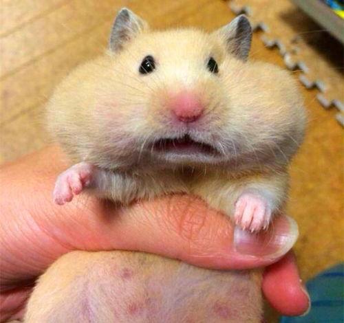 仓鼠可以吃瓜嘛,瓜类水果的适宜性解析