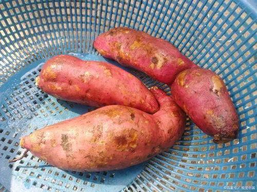 吃土瓜长胎,长胎秘籍大公开