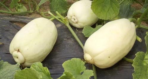 吃瓜小皮儿,揭秘娱乐圈那些不为人知的幕后故事