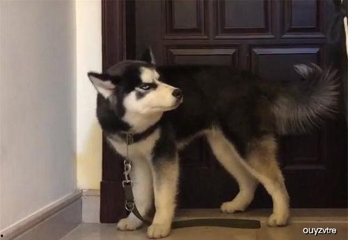 哈士奇悄悄吃瓜