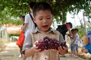 吃瓜部落群,揭秘网络社交圈的趣味与争议