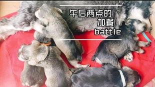 小狗吃小瓜视频,小狗欢乐吃瓜瞬间