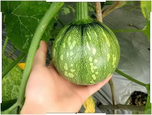 小瓜有瓜尖吗怎么吃,如何美味享用