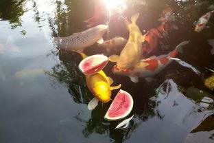 锦鲤吃瓜系统,揭秘网络红人背后的神秘力量